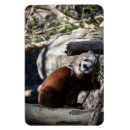 Pesquisar por panda imas Vida selvagem