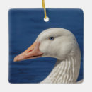 Pesquisar por canadense ornamentos Aves aquáticas