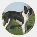 Pesquisar por de border collie adesivos Langrishphotocanine