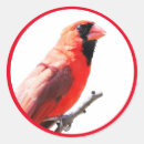 Pesquisar por passarinho vermelho adesivos Cardinal