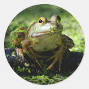 Pesquisar por verde sapo adesivos Anfíbio