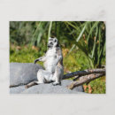 Pesquisar por lemur de madagascar cartoes convites Qualquer pessoa