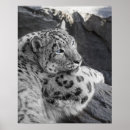 Pesquisar por leopardo azul pôsteres pósteres Neve