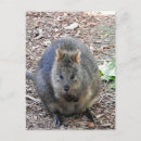 Pesquisar por marsupial austrália cartoes postais Quokka
