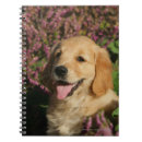 Pesquisar por golden retriever cadernos de notas Ânsia