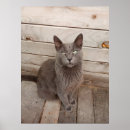 Pesquisar por cinza gato pôsteres pósteres Para ela