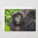 Pesquisar por ruanda cartoes Gorila