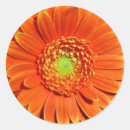 Pesquisar por gerber alaranjado Margarida do gerbera