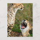 Pesquisar por casal gato cartoes postais Animal