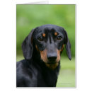 Pesquisar por dachshund preto tan cartoes postais Prumo e pam langrish