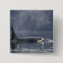 Pesquisar por orca botons Animal