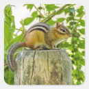 Pesquisar por chipmunk adesivos Adorável