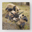 Pesquisar por panda relogios de parede Jardim zoológico