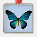 Pesquisar por borboleta azul ornamentos Inseto