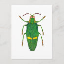 Pesquisar por insect cartoes cartoes postais Entomology
