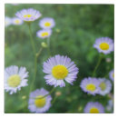 Pesquisar por flor branca com centro amarelo Flores