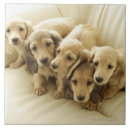 Pesquisar por filhotes de cachorro azulejos Animal de estimação