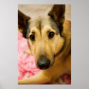 Pesquisar por pedal pôsteres pósteres Rosa