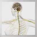 Pesquisar por representação humana pôsteres pósteres Medicina