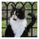 Pesquisar por pintura do gato artes pósteres Preto e branco