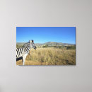 Pesquisar por zebra fotografia Natureza