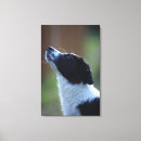 Pesquisar por border collie pósteres Dia