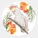 Pesquisar por desenho papagaio presentes embalagens Fofofo
