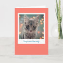 Pesquisar por cumprimento do gatinho Amor