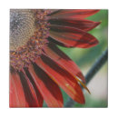 Pesquisar por girassol azulejos Natureza