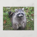 Pesquisar por woodland cartoes postais Animais da floresta
