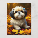 Pesquisar por lhasa apso cartoes postais Shih tzu