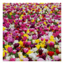 Pesquisar por tulipas pôsteres pósteres Natureza