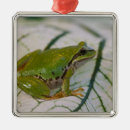 Pesquisar por rã ornamentos Hyla regilla