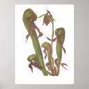 Pesquisar por carnívoro pôsteres pósteres Planta