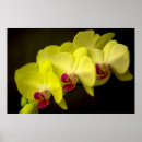 Pesquisar por das orquídeas pôsteres pósteres Floração