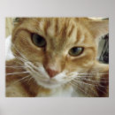 Pesquisar por gato listrado pôsteres pósteres Gatos