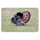 Pesquisar por perus selvagens imas Aves