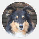 Pesquisar por sheltie adesivos Sheepdog de shetland
