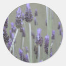Pesquisar por erva papel de adesivos Lavanda