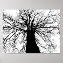 Pesquisar por árvore preto e branco pôsteres pósteres Foto