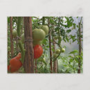 Pesquisar por vermelho verde cartoes postais Jardinagem