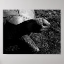 Pesquisar por tartaruga preto branco pôsteres pósteres Fotografia