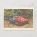 Pesquisar por christmas robin cartoes postais Xmas
