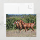 Pesquisar por bob cartoes postais Cavalos