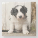 Pesquisar por filhote de cachorro porta copos Fotografia