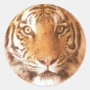 Pesquisar por foto do tigre adesivos Para todos