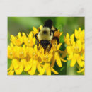 Pesquisar por erva cartoes postais Fotografia da natureza