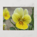 Pesquisar por viola amarela cartoes postais Flores