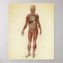 Pesquisar por o esqueleto humano artes pósteres Vintage