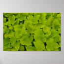 Pesquisar por fundo verde pôsteres pósteres Planta